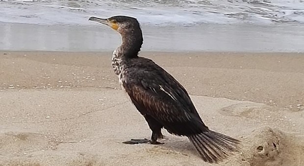 Avvistati sulle dune di Sabaudia splendidi esemplari di cormorano