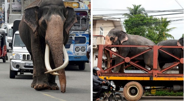 Elefanti a spasso nelle strade dello Sri Lanka (immag diffuse sui social da India Today)