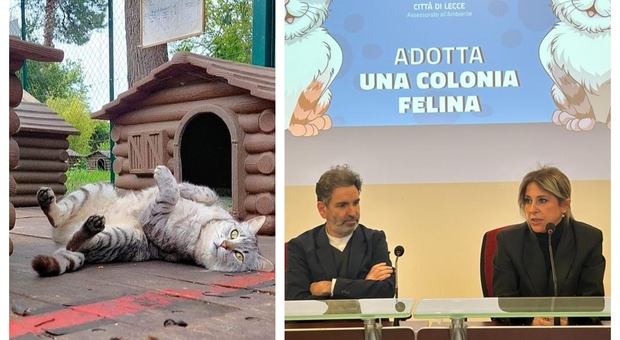“Adotta una colonia felina”: un avviso pubblico per contribuire alla gestione dei gatti di colonia in città, come funziona