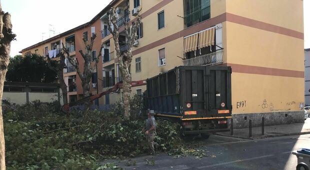 Napoli Est: potature «fai da te» e maltempo, danni agli alberi senza manutenzione