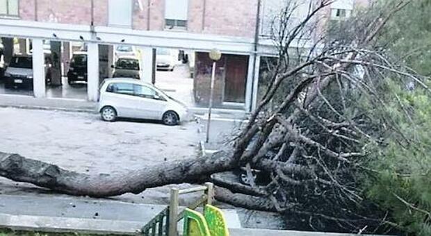 Uno degli alberi caduti a Caserta