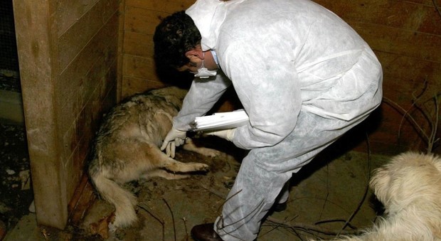 Scoperta villa-lager per 27 cani obbligati a vivere tra gli escrementi