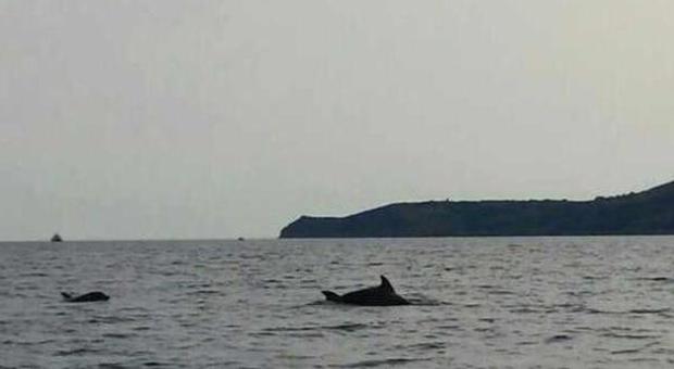 Cilento, danzano i delfini prima delle balene d’agosto