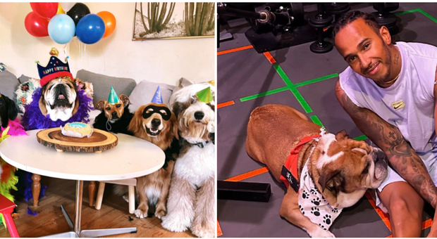 Hamilton, il cane Roscoe compie 11 anni: la super festa con torta vegana e supereroi