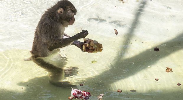 immagine Contro l'afa frutta fresca, gelati e un tuffo in acqua, anche per gli animali del Bioparco