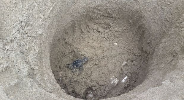 Il nido di tartaruga marina