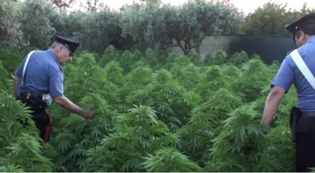 Calabria, sequestrate 5 piantagioni di marijuana, oltre 270 chili di droga