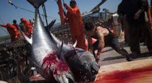 Ischia, pesca illgeale, sequestrati 110 chili di tonno