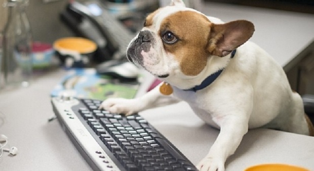 Il 21 giugno si celebra la Giornata mondiale del cane in ufficio, i consigli per non creare problemi