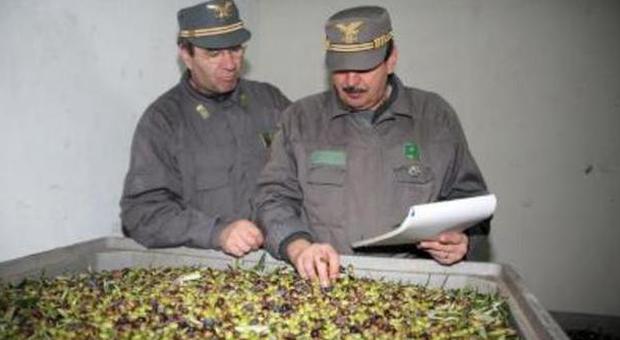 Pesticida proibito nell'olio extravergine d'oliva biologico