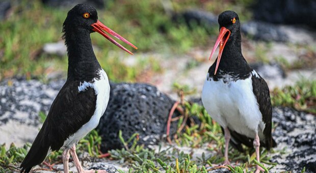 Galapagos, la strage (misteriosa) degli uccelli. «Morti a decine, forse è l'aviaria». I rischi per l'uomo