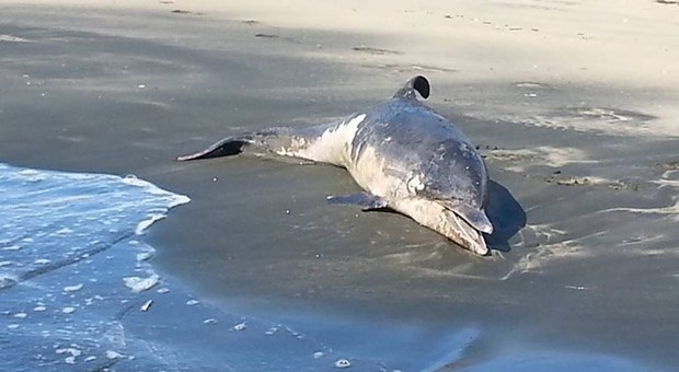 Roma, un delfino morto sulla spiaggia di Fiumicino