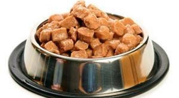 Salmonella nel cibo per animali domestici: attenzione al pet food contaminato