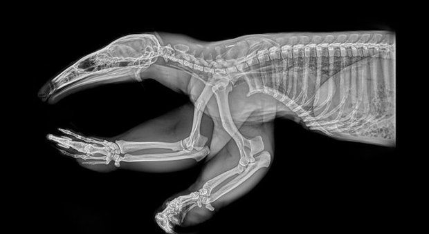 Oregon, lo zoo fa le radiografie agli animali: il risultato è spettacolare