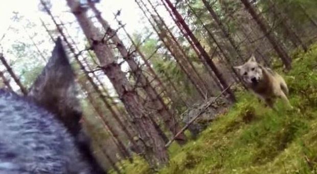 Il video Da sola nel bosco: una cagnolina affronta due lupi Scopri come si salva