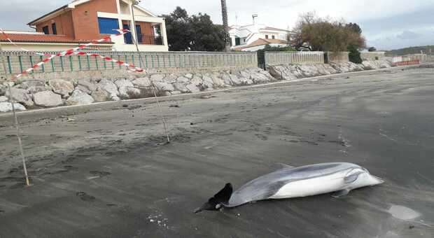 Un delfino morto trovato sulla spiaggia di Fondi