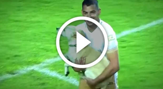 Copa Libertadores, cagnolino invade il campo: match interrotto • Gioca con i calciatori e scodinzola durante la partita