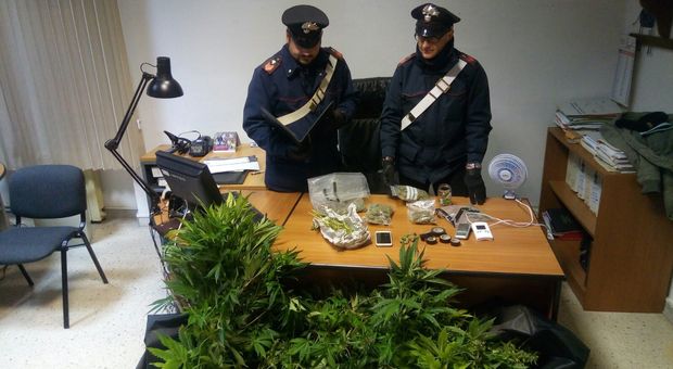 Coltivava ed essiccava marijuana, spacciatore arrestato dai carabinieri