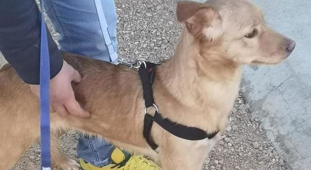 Coppia abbandona il cane legandolo a un palo: scatta la denuncia