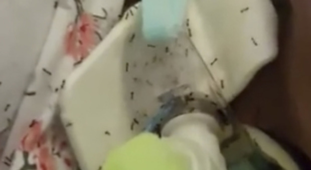 Donna sommersa dalle formiche, Procura indaga per omicidio colposo