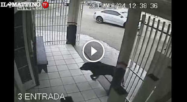 Video Guarda questo cane: l'auto si schianta e lui si salva per...un pelo