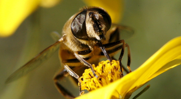 Pesticidi e strage delle api, centinaia di agricoltori accusati di disastro colposo