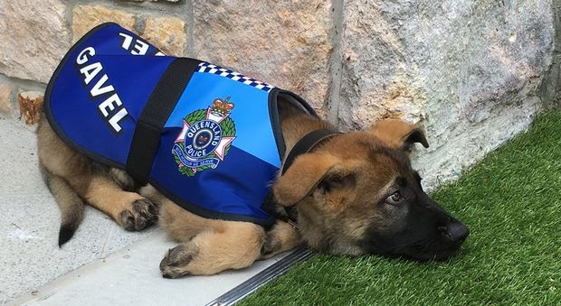 Troppo tenero coi criminali, il cane poliziotto congedato con disonore