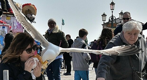 Gabbiani reali infestano Venezia: una piaga per la città a causa dei rifiuti (per gentile concessione di Maurizio Torresan)