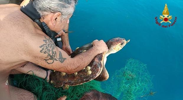 Ancona, una tartaruga imprigionata nella rete di plastica: salvata e liberata