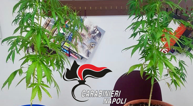 In casa piante di cannabis, hashish e marijuana: arrestato incensurato nel Napoletano