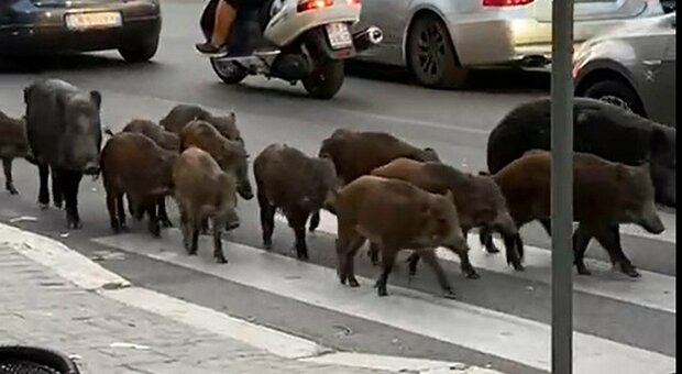 Roma, 12 cinghiali a passeggio in Via trionfale nel pomeriggio. I residenti: «Ci siamo abituati ormai vengono trattati come cani»
