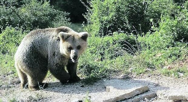 Frosinone, è morta Sonia: l'orsa mascotte di Campoli uccisa dai "fratelli" maschi