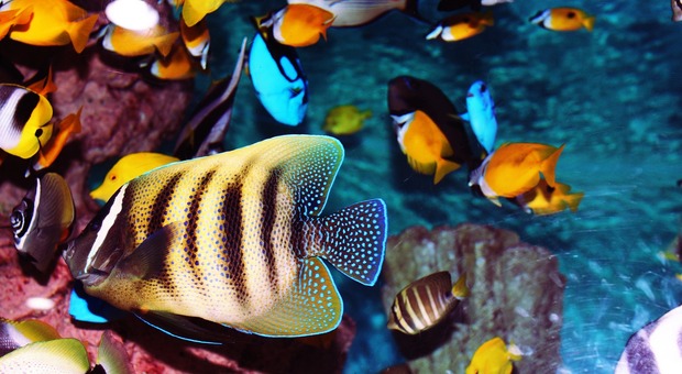 Lava l'acquario con l'acqua del rubinetto e tutti i pesci tropicali muoiono (Foto di humming3578 da Pixabay)