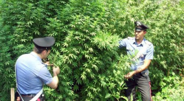 Sui Monti Lattari i carabinieri scoprono 56 piante di cannabis