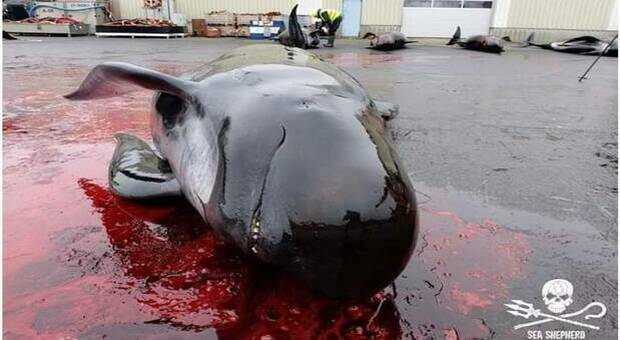 Massacro alle Faroe Islands. In un solo giorno trucidate 66 balene. (immagine pubbl da Sea Shepherd su Fb)