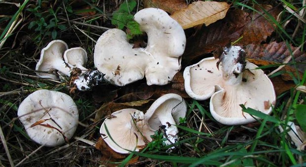 Sulmona, ricevono funghi Orcella in regalo: tre all'ospedale