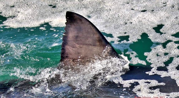Un grande squalo bianco avvistato a Fano: è il secondo in Adriatico in pochi giorni. La testimonianza di uno dei protagonisti