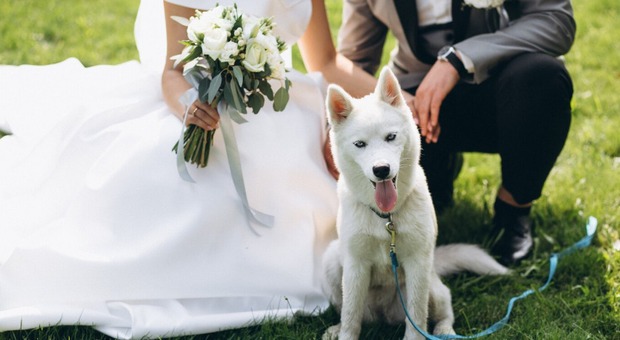 «Io e mio marito siamo sposati da 20 anni, ma sono gelosa: presta più attenzione al nostro cane che a me»
