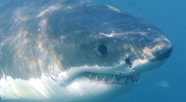 Calci e pugni e pugni allo squalo bianco lungo 3 metri: così il surfista eroe si salva la vita