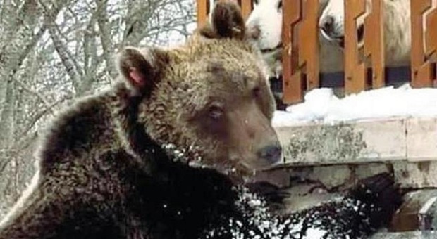 Un anno senza le scorribande di Juan Carrito, l'orso simbolo del Parco d'Abruzzo travolto e ucciso da un'auto