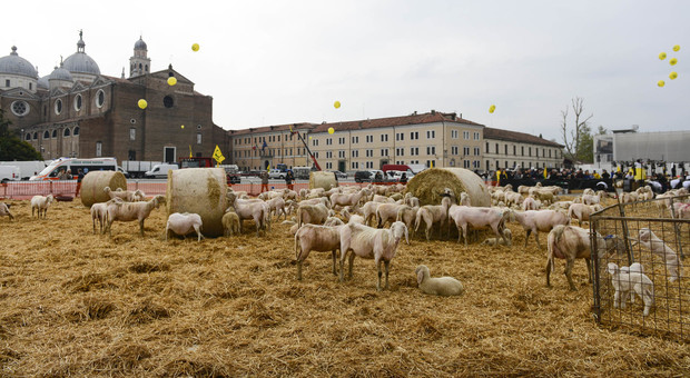 La piazza del centro città irriconoscibile: invasa dalle pecore per la festa della tosatura