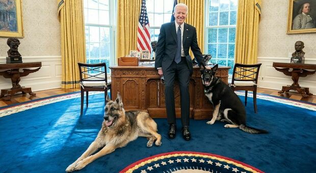 Joe Biden, i cani allontanati dalla Casa Bianca: «Major ha morso un addetto alla sicurezza»