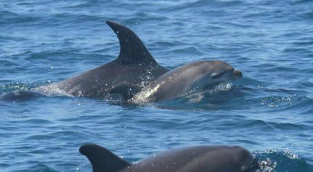 Mamma delfino sorregge il suo cucciolo morto. Foto pubblicata da Department of Conservation (New Zealand)