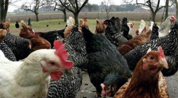 Allarme polli alla diossina: colpa di un mangime tossico ucraino