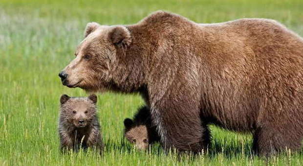 Manifestazione per l'orsa Daniza diventa un corteo contro la caccia