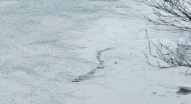 Il mostro marino si muove nel lago ghiacciato. Il governo islandese: "Il video è autentico"