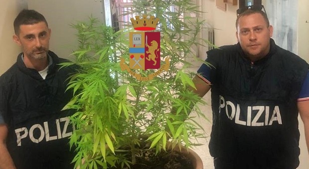 Posillipo, una pianta di marijuana alta più di un metro sul balcone: 23enne denunciato