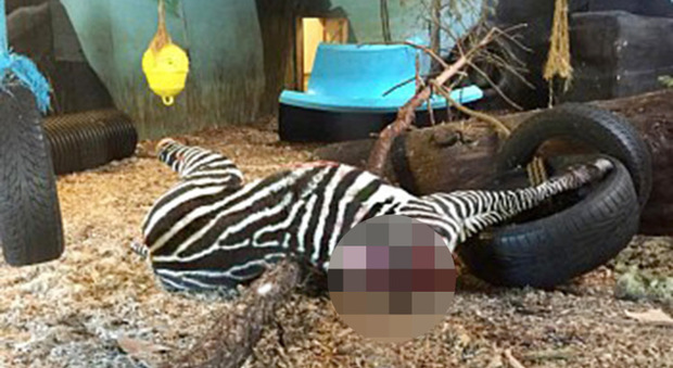 Norvegia, zoo uccide zebra e la dà in pasto alle tigri davanti ai visitatori