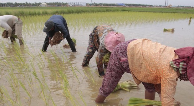 Ue dà ragione a Italia, danni da riso Birmania-Cambogia