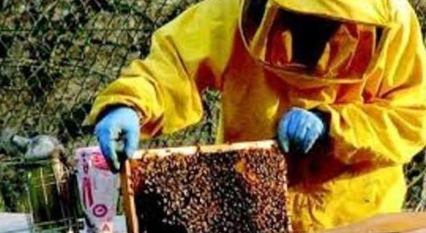 Arriva il caldo: emergenza sciami d'api, 20 chiamate in sole 12 ore